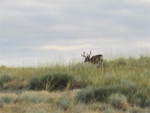Lot's of nice Muley's like this one roaming the ranch.