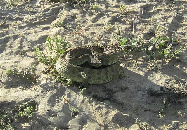 I noticed this rattler crawling up into the front end of the truck.  The outfitter said, "He has got to go!"  Wasn't long before he was a "good snake".
