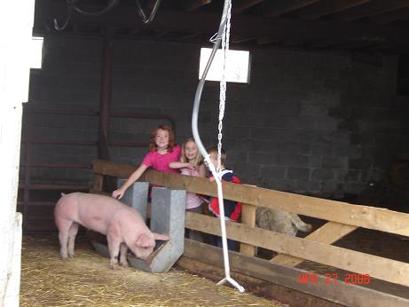 joe\'s pigs
