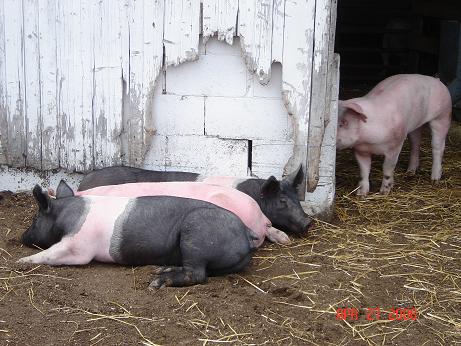 joe\'s pigs two