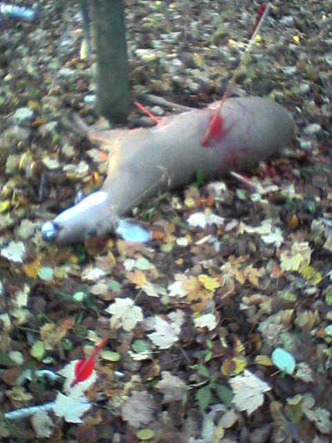 arrows and doe 06