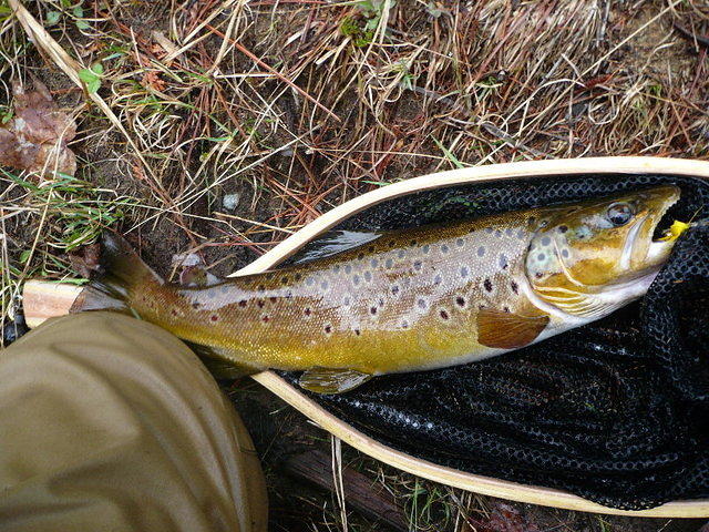 16 inch brown