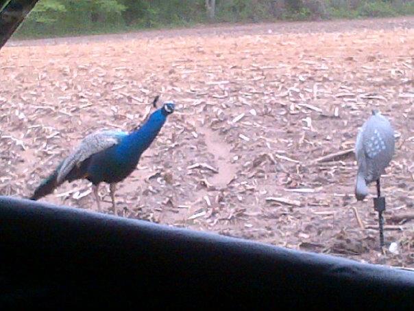 peahen