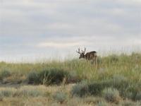 Lot's of nice Muley's like this one roaming the ranch.