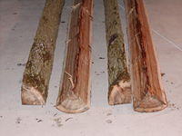 more elm