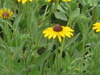 Virginia 069
