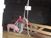 joe\'s pigs