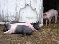 joe\'s pigs two