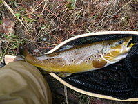 16 inch brown