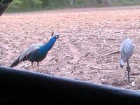 peahen